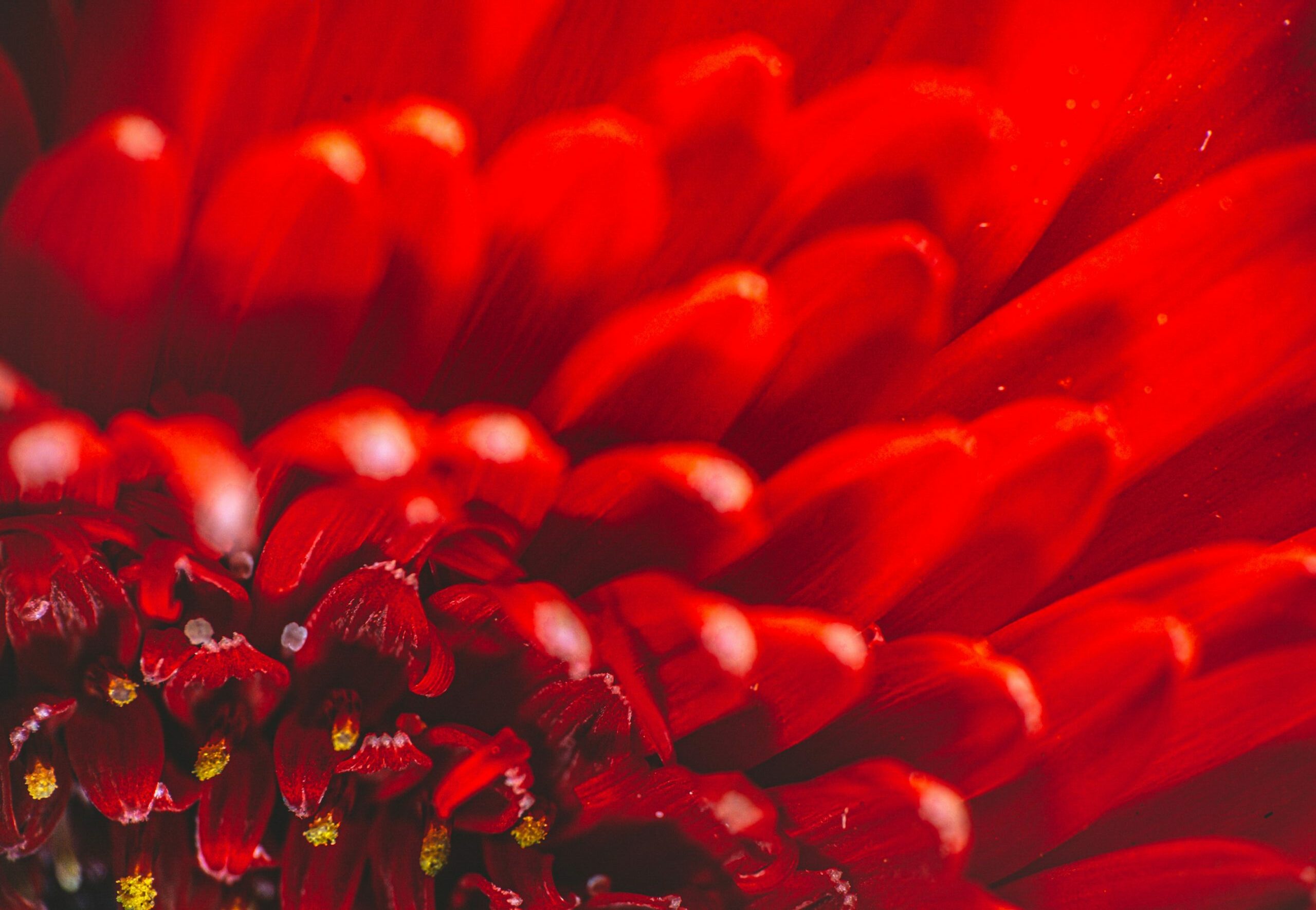 abhijit-sinha-L0_lpxyLS0s-unsplash