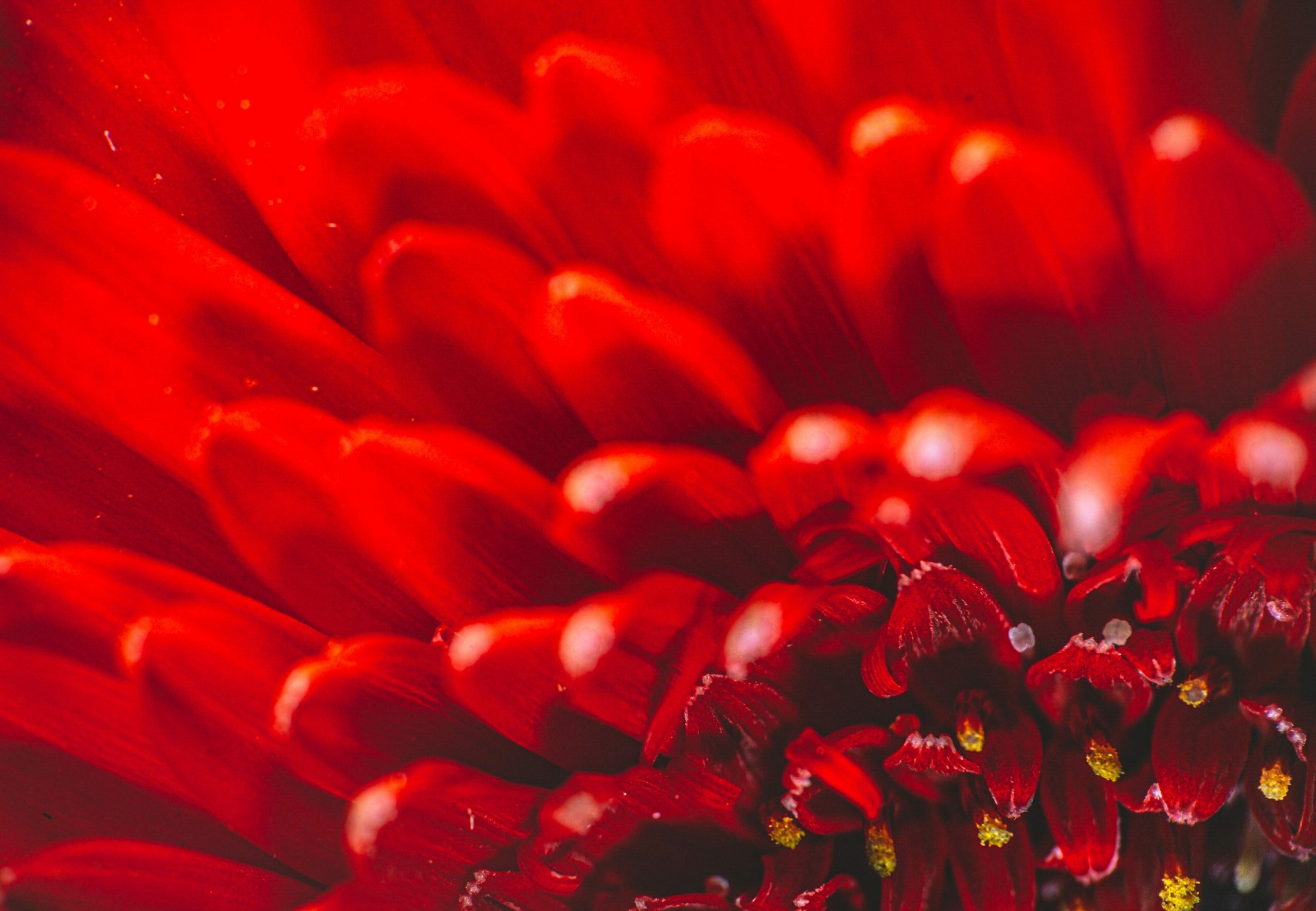 abhijit-sinha-L0_lpxyLS0s-unsplash